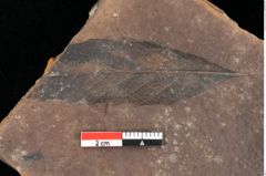 Foto (Detailsansicht) von Quercus palaeoilex Ettingshausen (NHMW-GEO-2024-0188-0887)